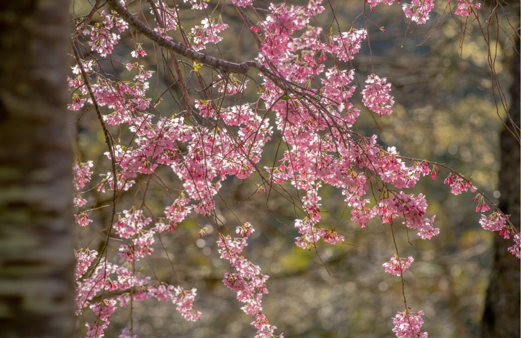 Cherry trees in bloom at Everglades House & Gardens.