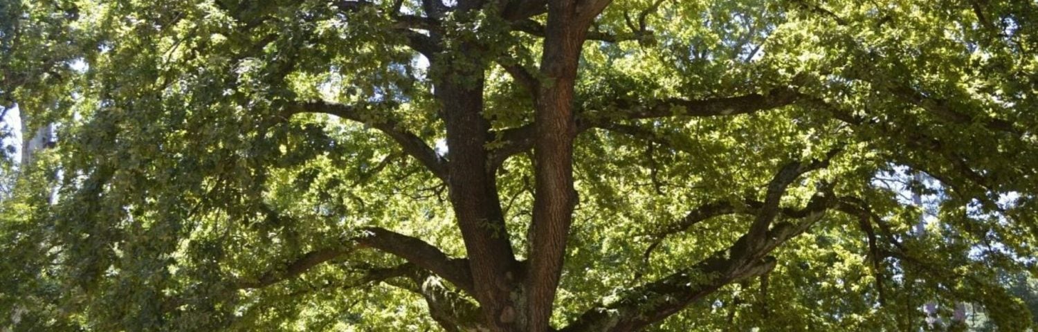 banner image