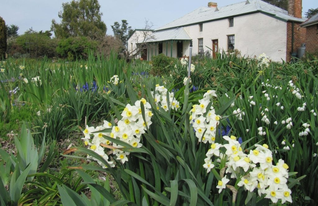 Daffodils on display outside Riversdale.