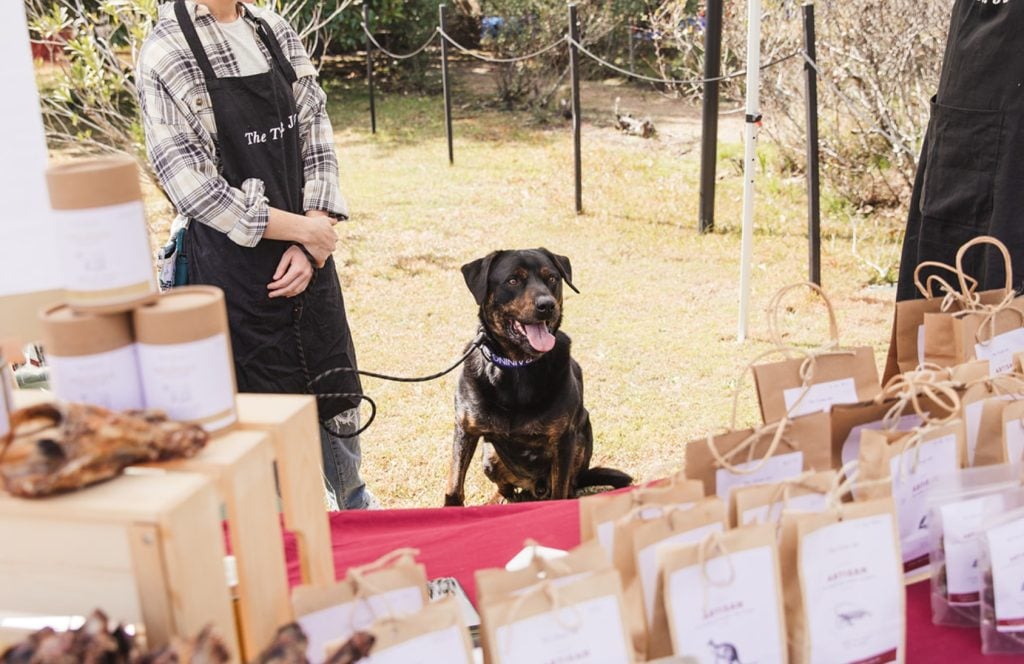A well-behaved guest at Norman Lindsay Gallery's International Dog Day celebrations last year.