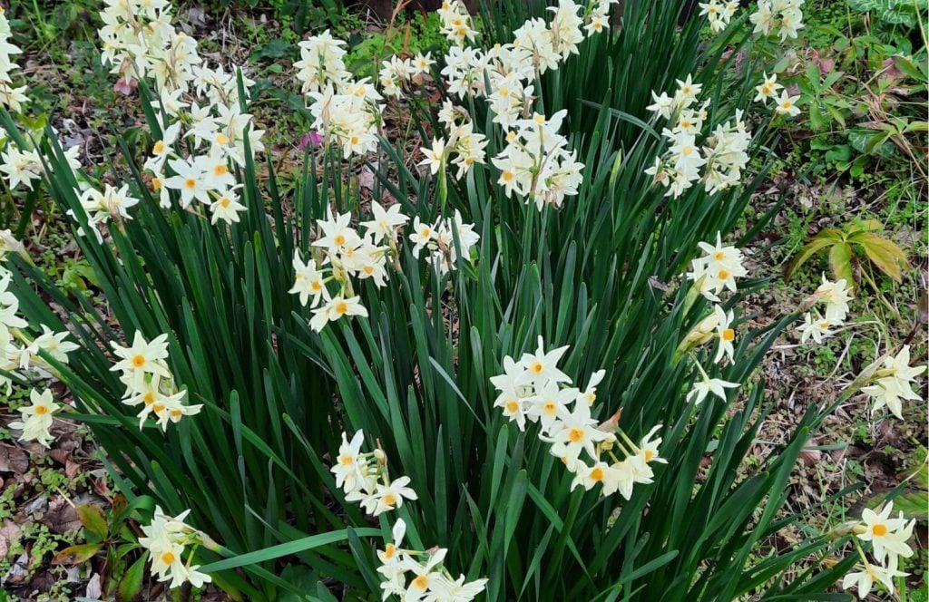 A mass of Narcissus at Miss Traill's House.