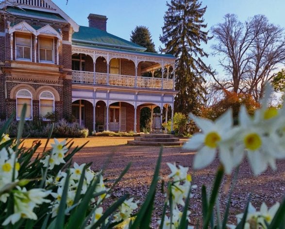Daffodils at Saumarez Homestead