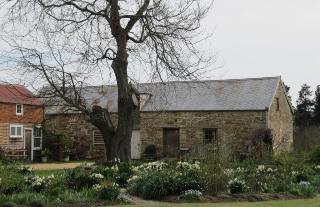 Daffodils at Riversdale