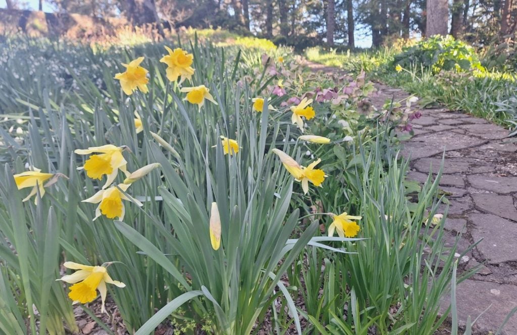 Daffodils at Everglades House & Gardens
