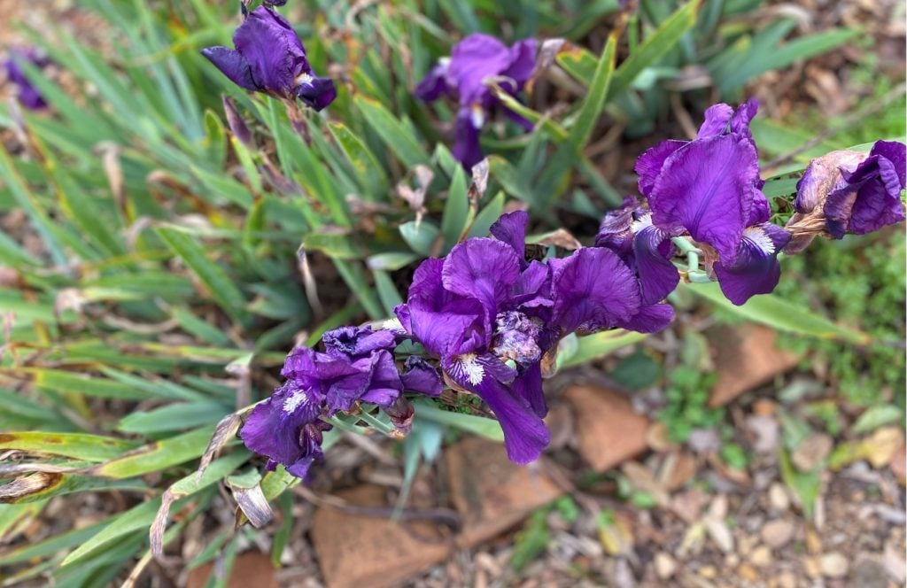 Irises at Harper's Mansion