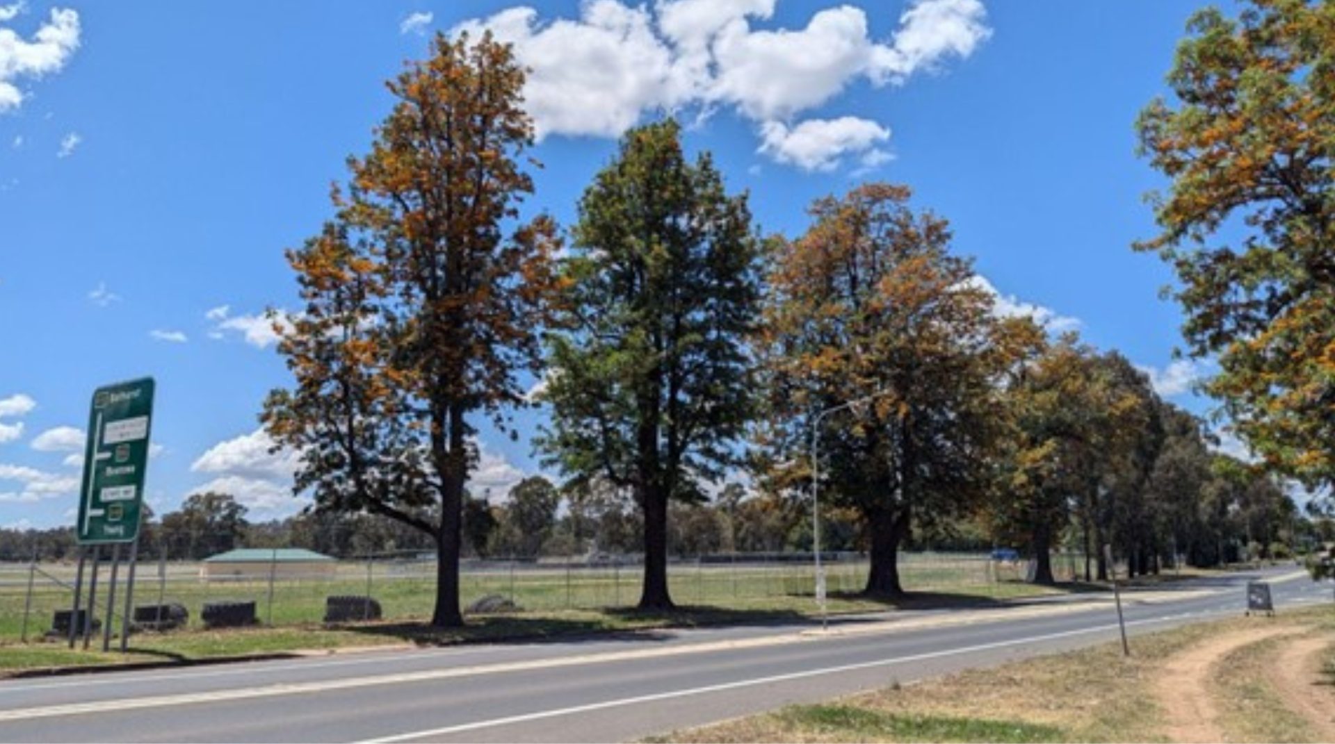 A street tree lined with trees along a main road illustrating the Cowra Memorial Avenue.