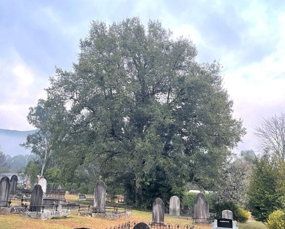 Himalayan Oak