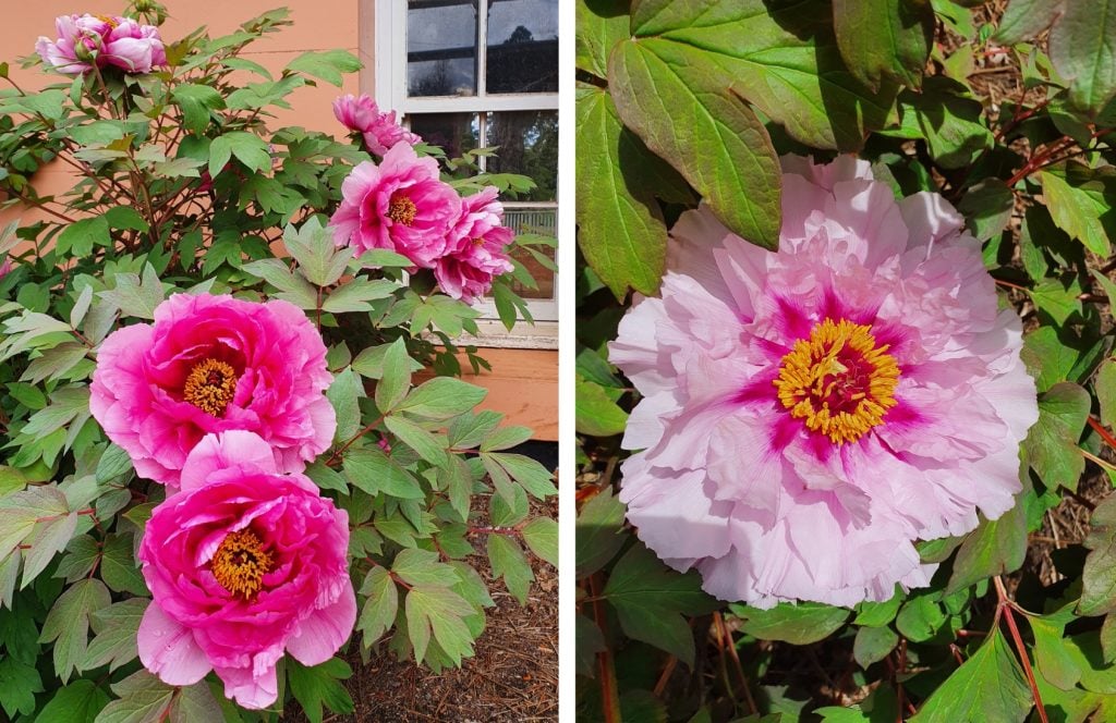 A light pink peony flower and dark pink peony flower in full bloom. 
