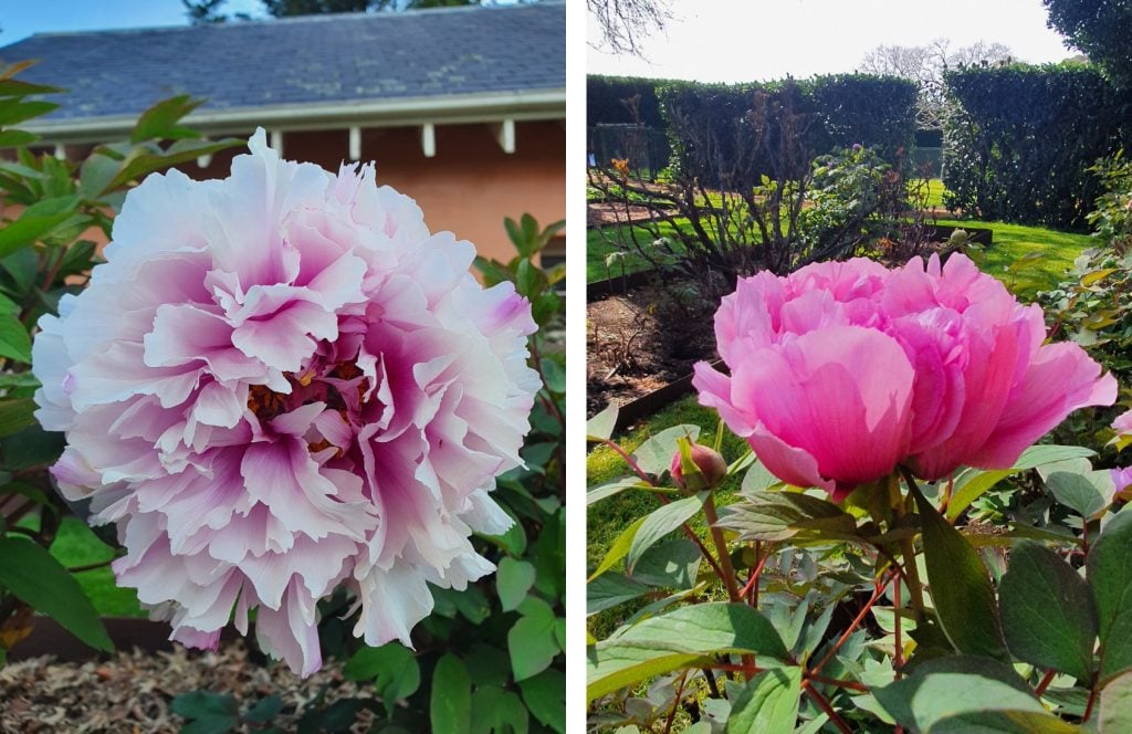 A light pink peony flower and a deep pink peony flower in bloom.
