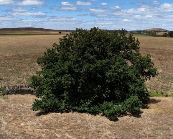 Algerian Oak