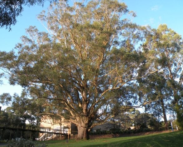 Tasmanian Blue Gum