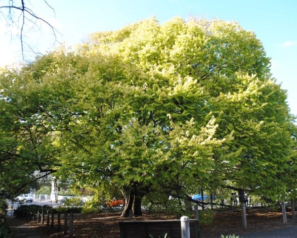 Golden Elm