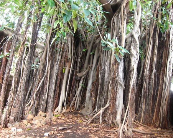 Moreton Bay Fig