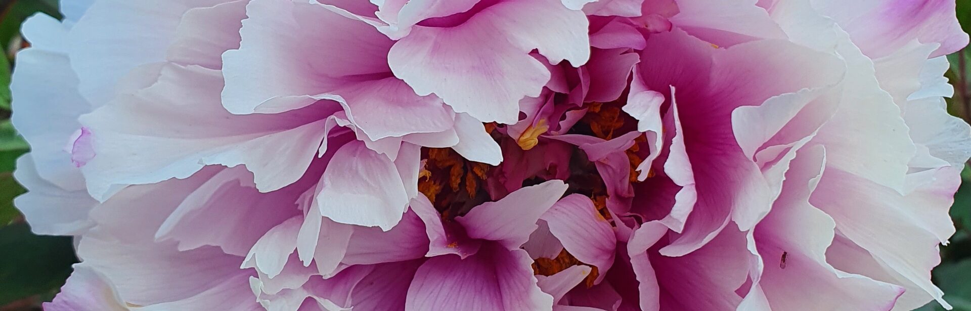 Closeup of pink peony flower in bloom