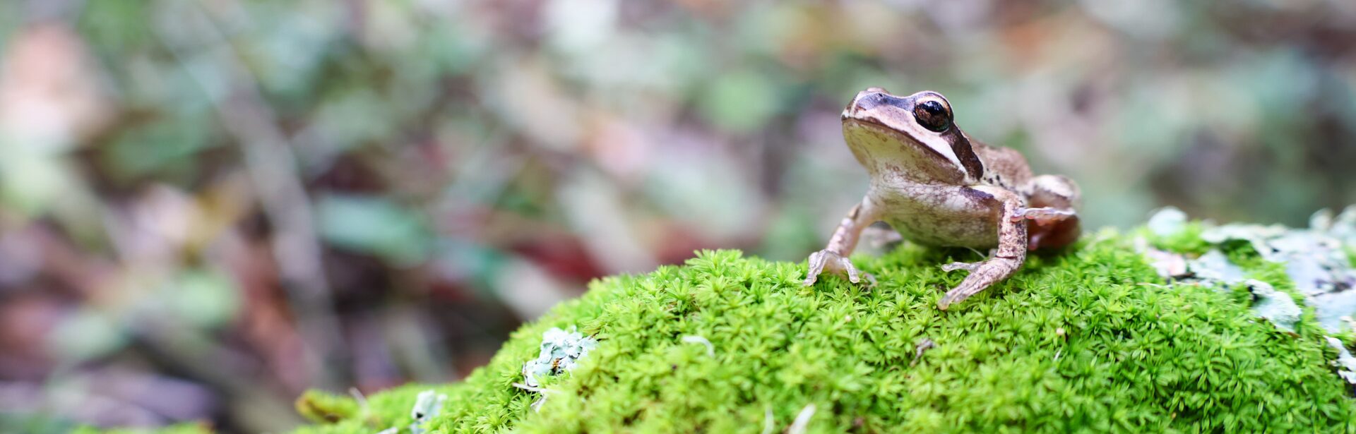 A small black and brown frog perched on a mossy rock