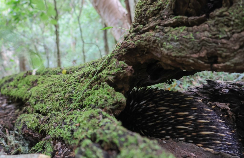 The back of a shy echidna hiding under a mossy tree.