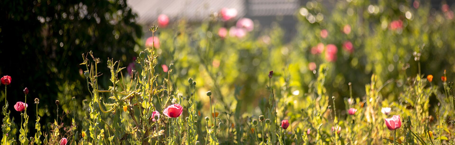 Poppies in a garden