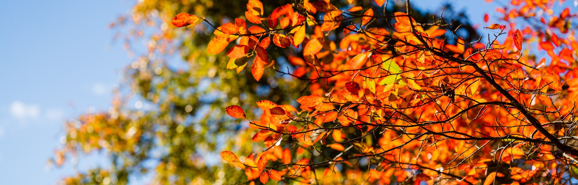 Autumn foliage