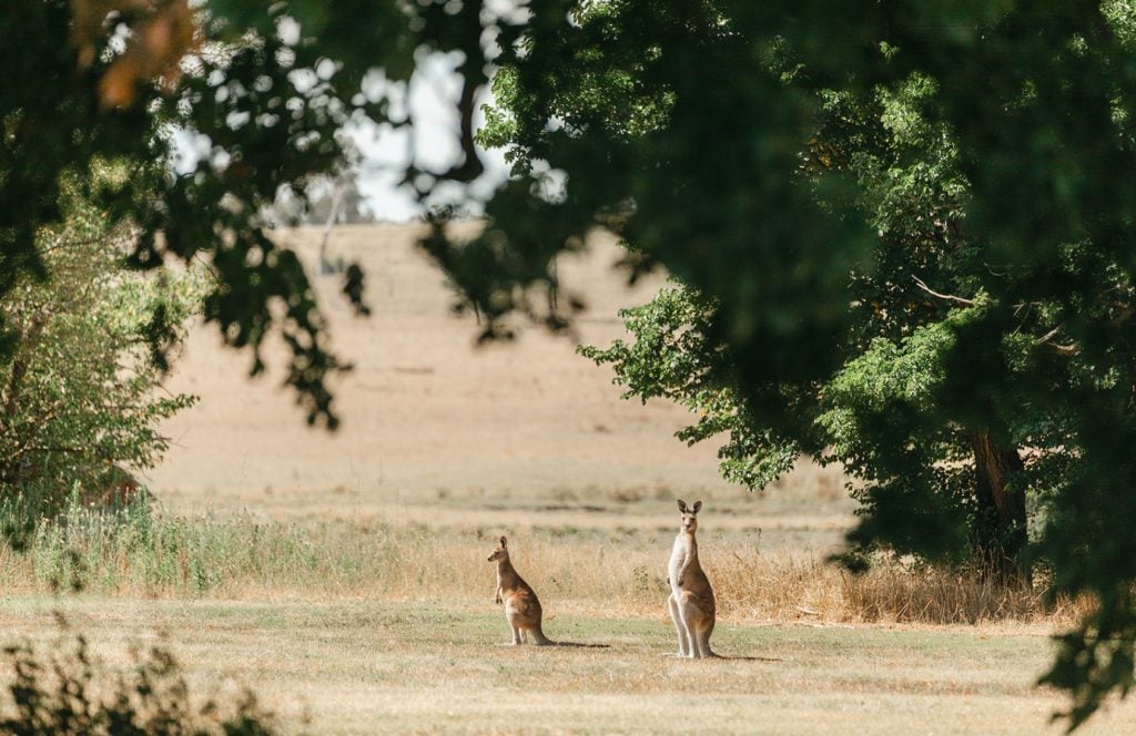 Kangaroos graze on the grounds at Saumarez Homestead.