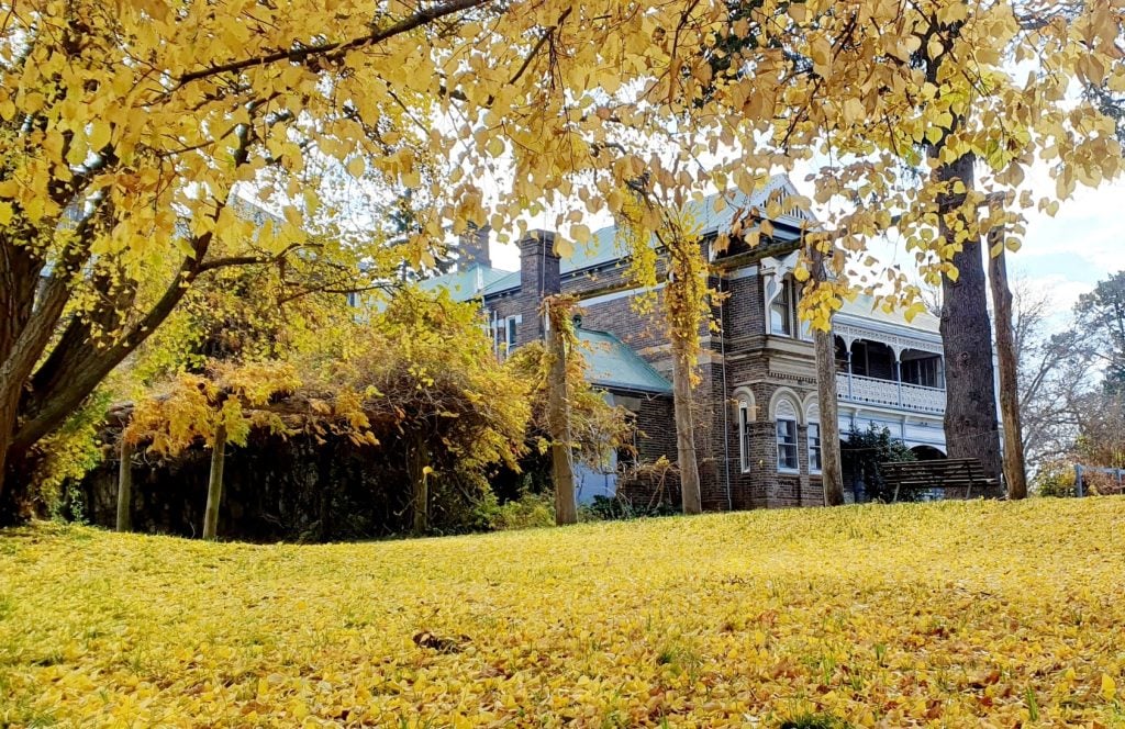 A carpet of golden leaves on the lawn at Saumarez Homestead.