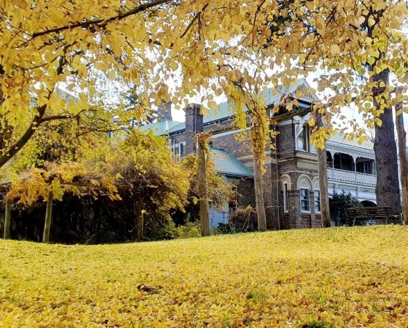 A carpet of golden leaves on the lawn at Saumarez Homestead