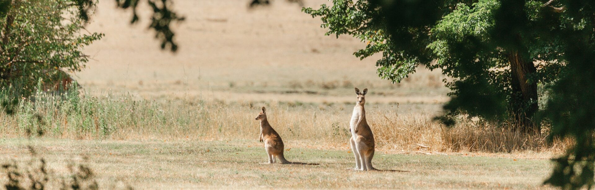 Saumarez Kangaroos Two kangaroos in a grassy field