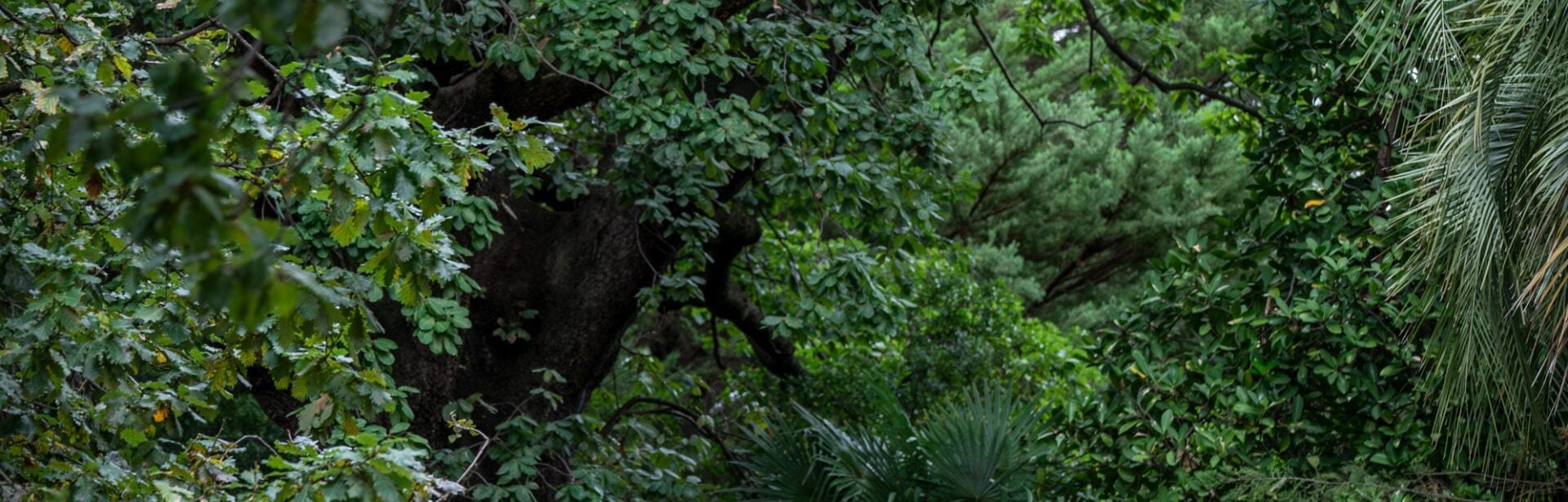 banner image