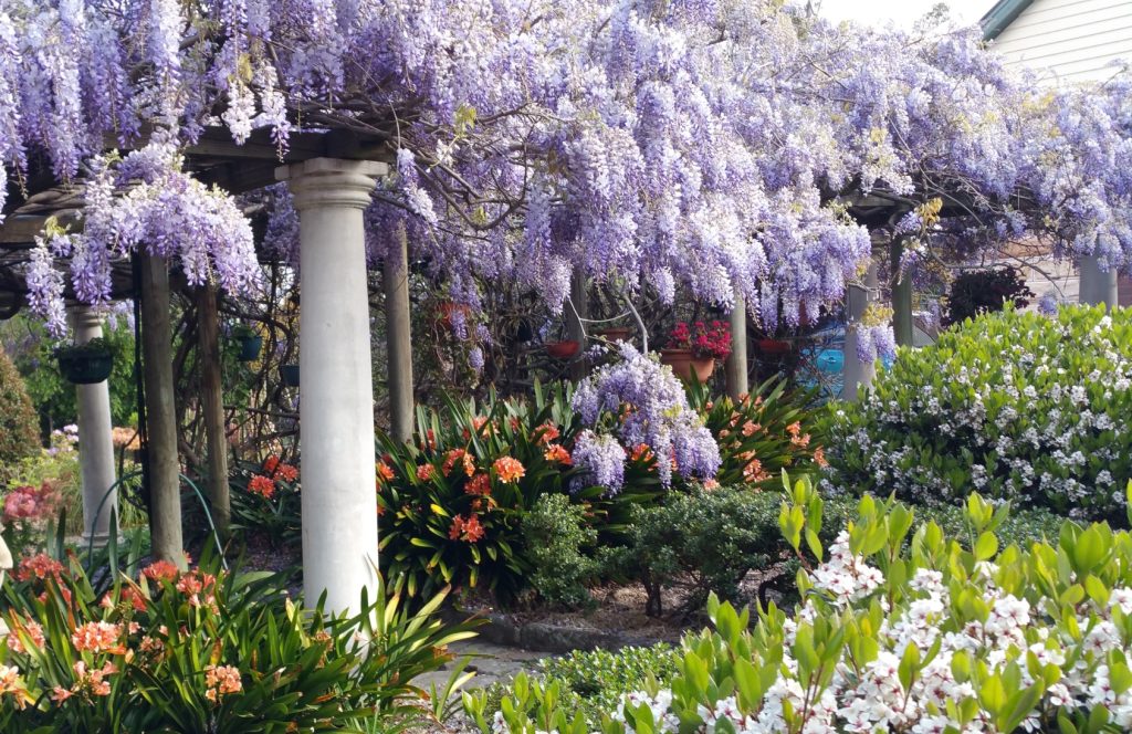 Wisteria in full bloom amongst classical columns in a formal garden.