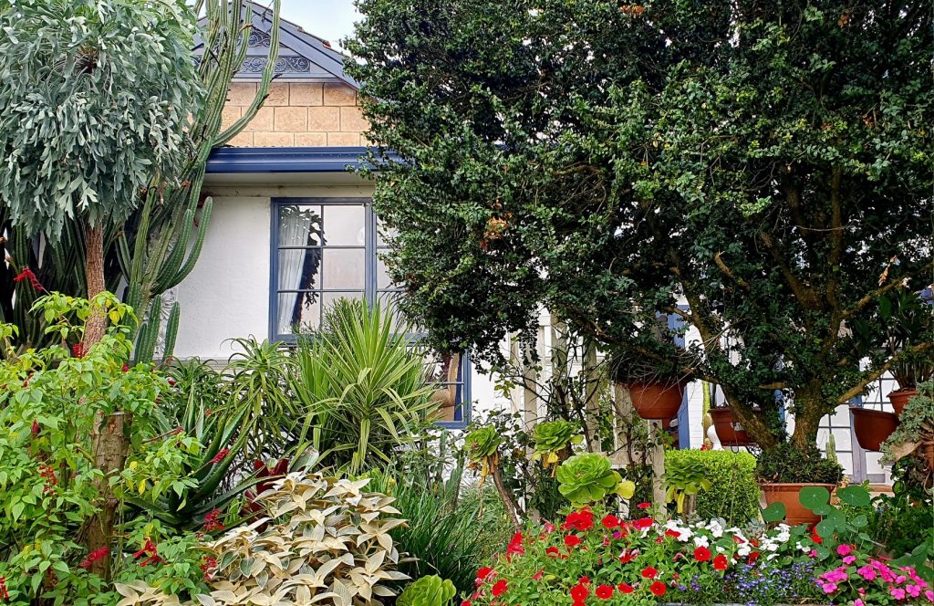 A California-style Mediterranean garden built to withstand drought.