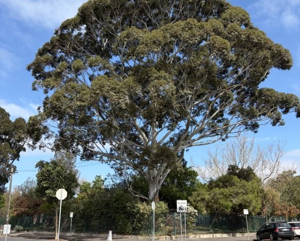 Flooded Gum