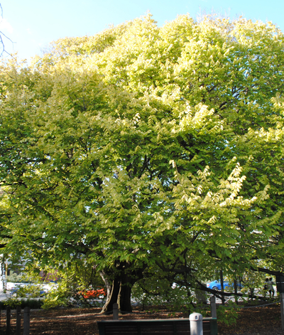 Golden Wych Elm
