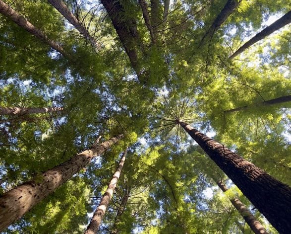 Californian Redwoods