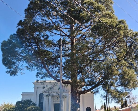 Canary Island Pine