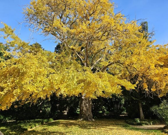 Ginkgo