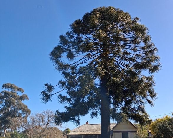 Bunya Pine