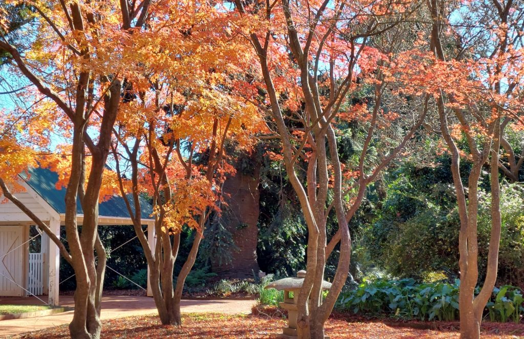 Autumn trees at Retford Park