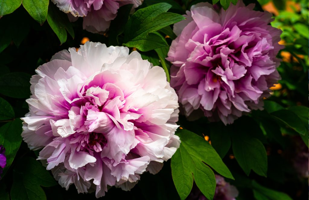 Pink peony flowers.