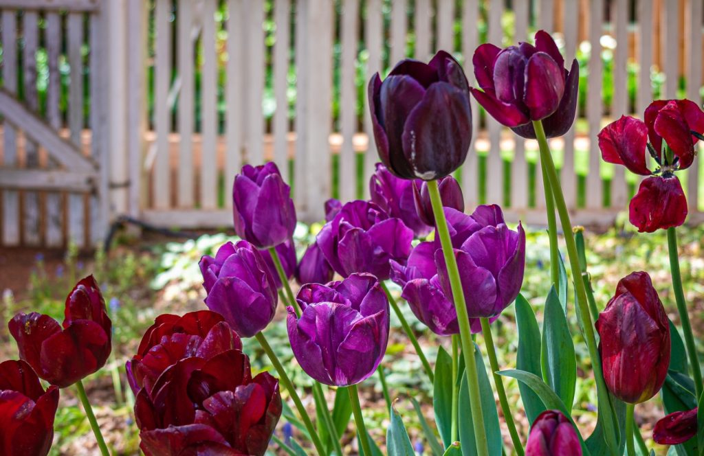 Tulips in bloom at Retford Park