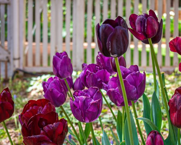 Tulips in bloom at Retford Park