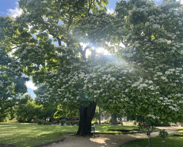 Indian Bean Tree