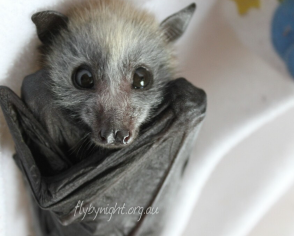 The Hidden Life of Bats