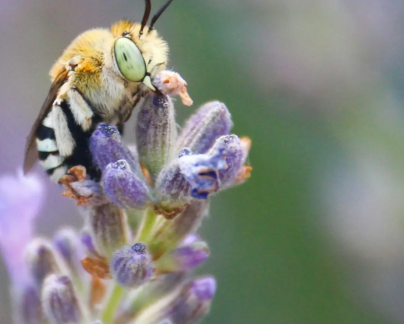 Bugs in the Backyard: Mini creatures discovery day