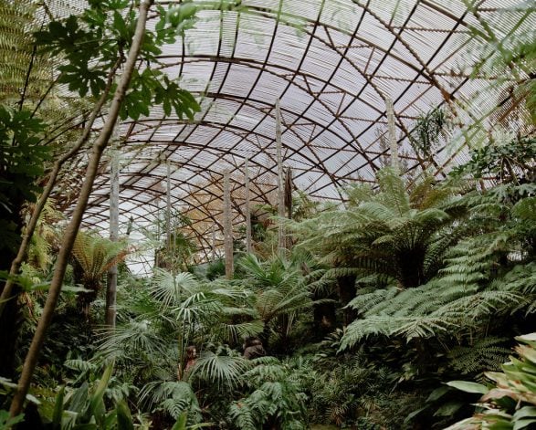 Forest Bathing with Nothing Like Nature